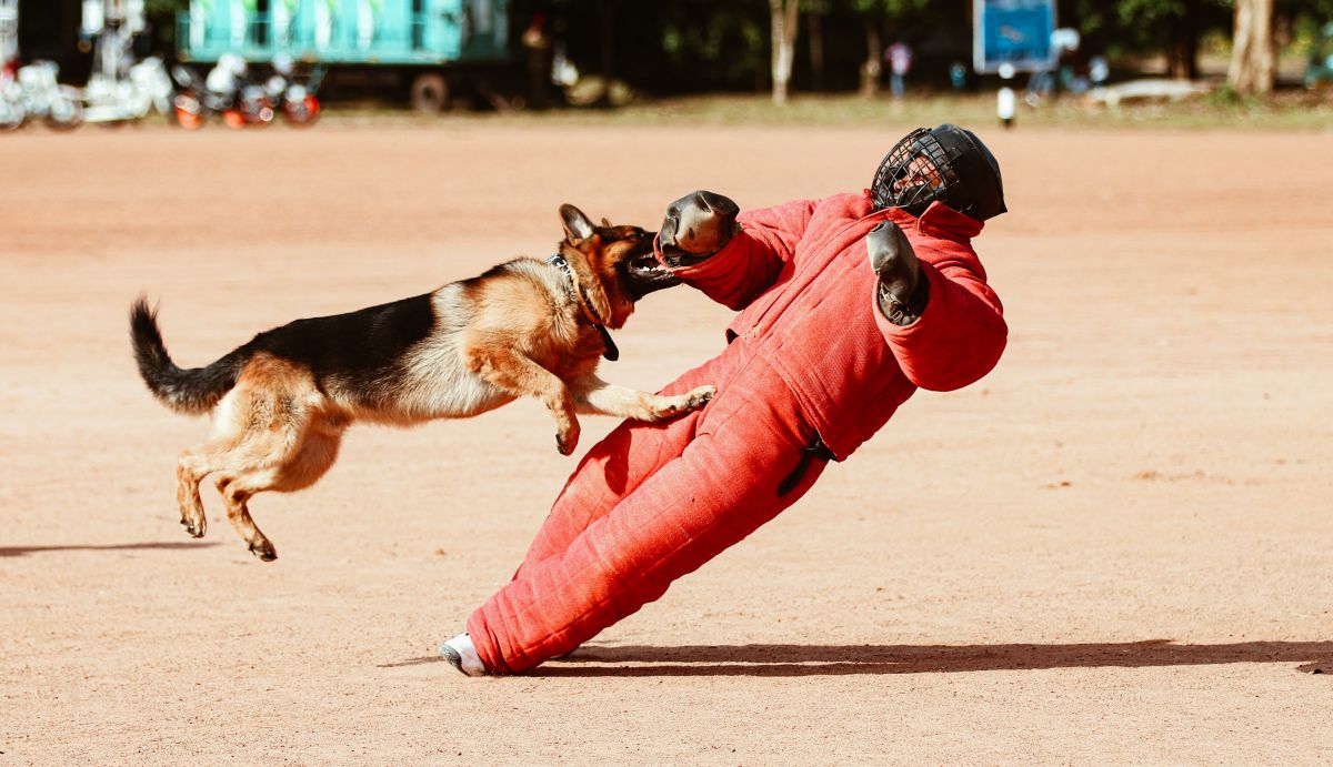 Illustration for Animal Attendants and Trainers occupation by Shada Migration Services.