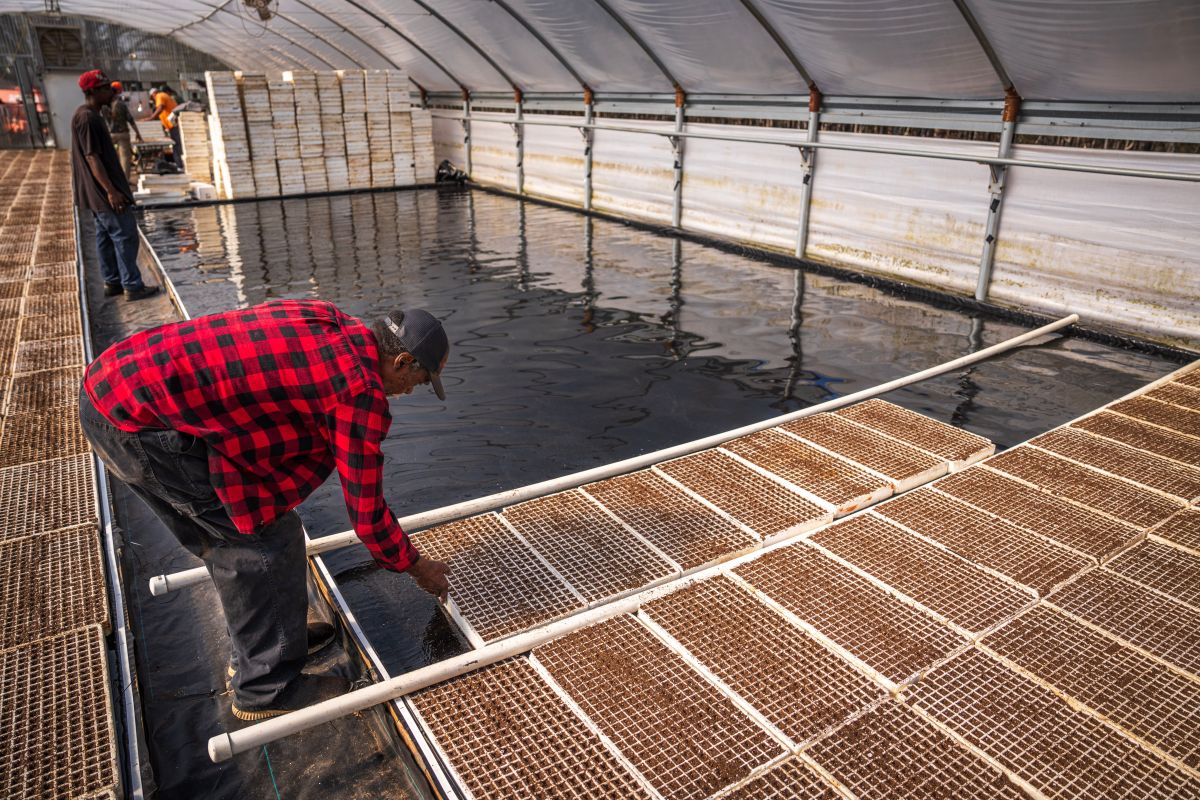 Illustration for Aquaculture Farmer occupation by Shada Migration Services.