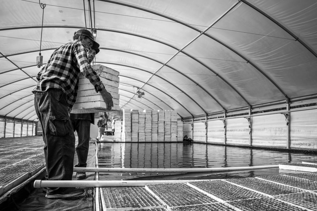 Image for Aquaculture Worker occupation by Shada Migration Services.