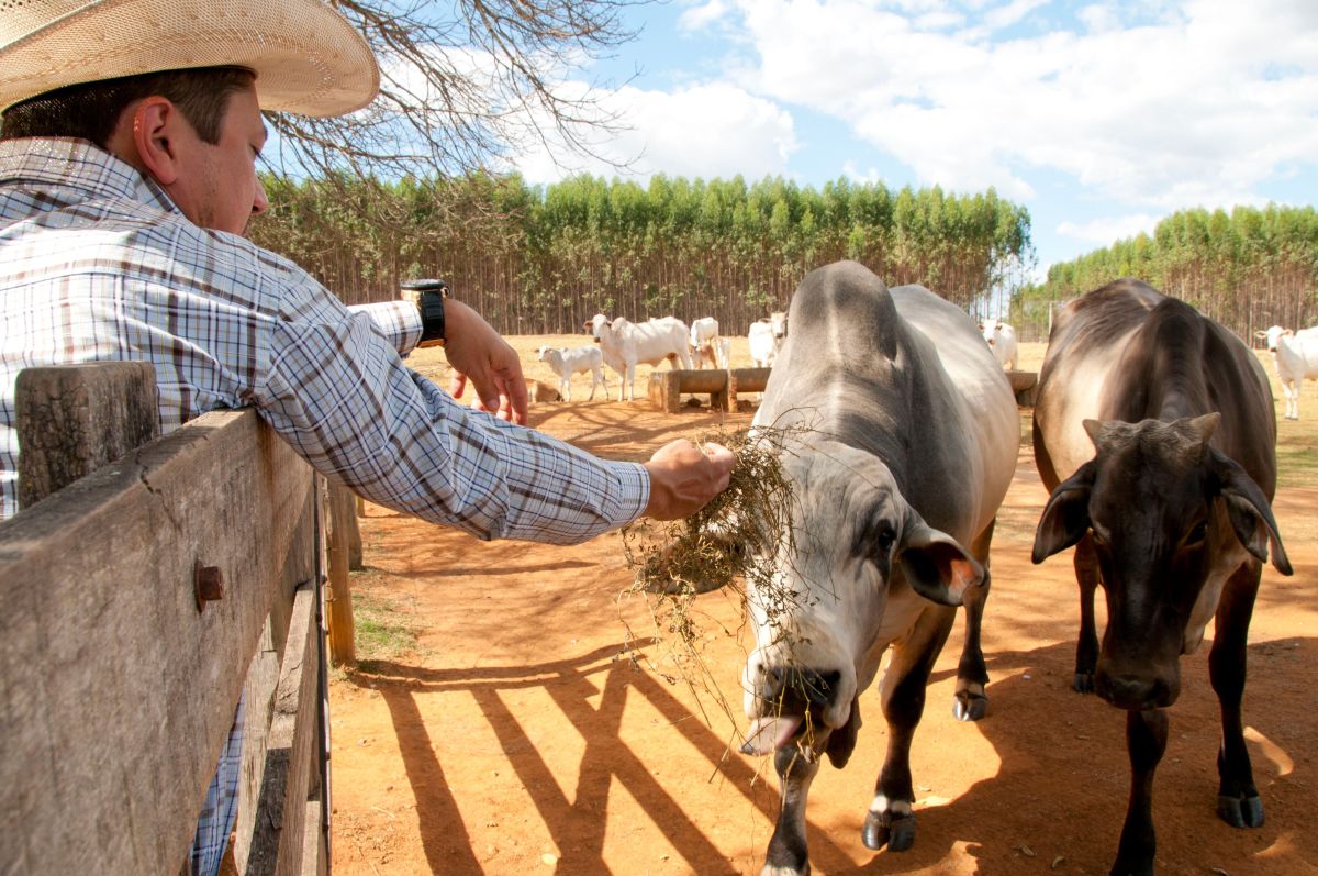 Image for Beef Cattle Farm Worker occupation by Shada Migration Services.
