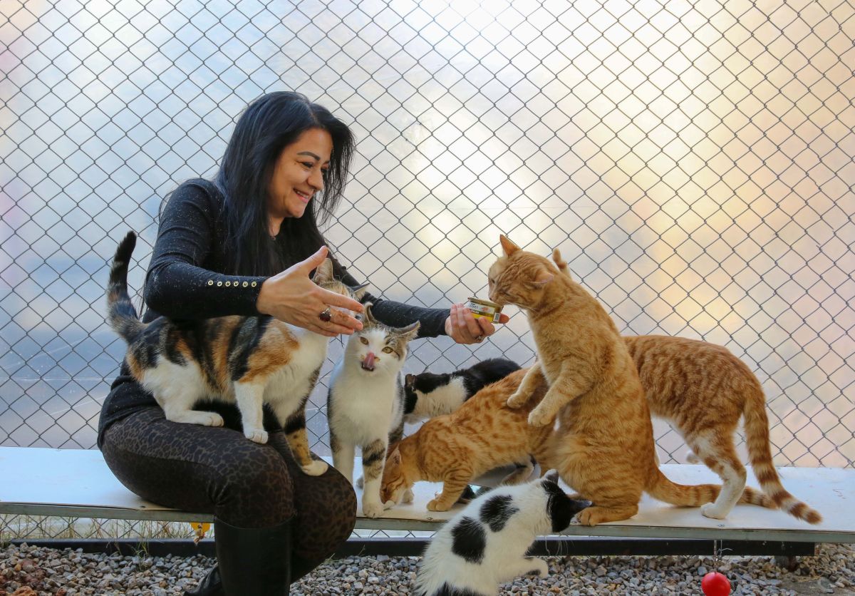 تصویر مربوط به شغل مدیر پانسیون سگ یا گربه - Boarding Kennel or Cattery Operator