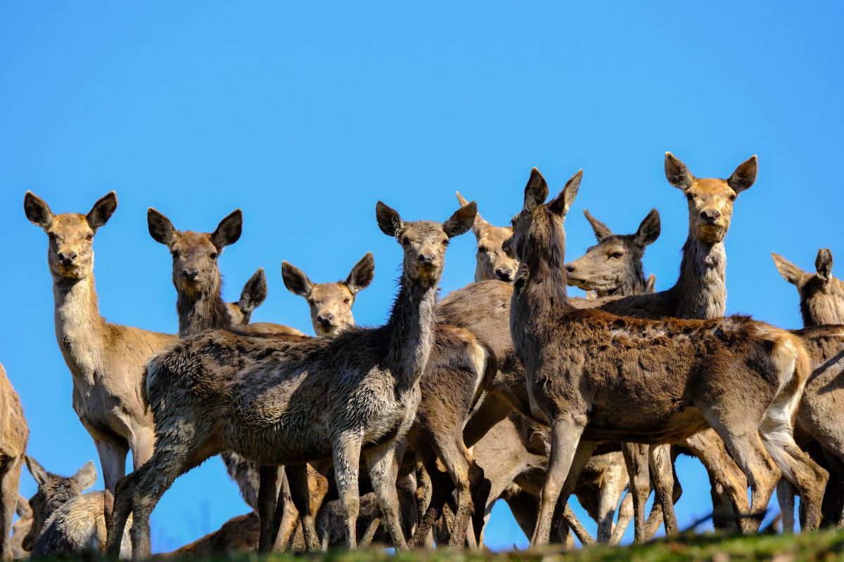تصویر مربوط به شغل پرورشدهنده گوزن - Deer Farmer