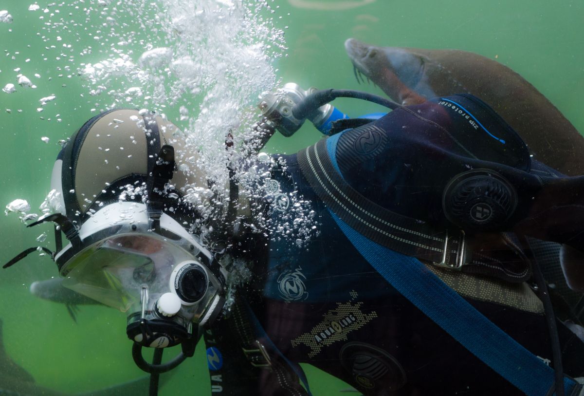 تصویر مربوط به شغل غواص - Diver