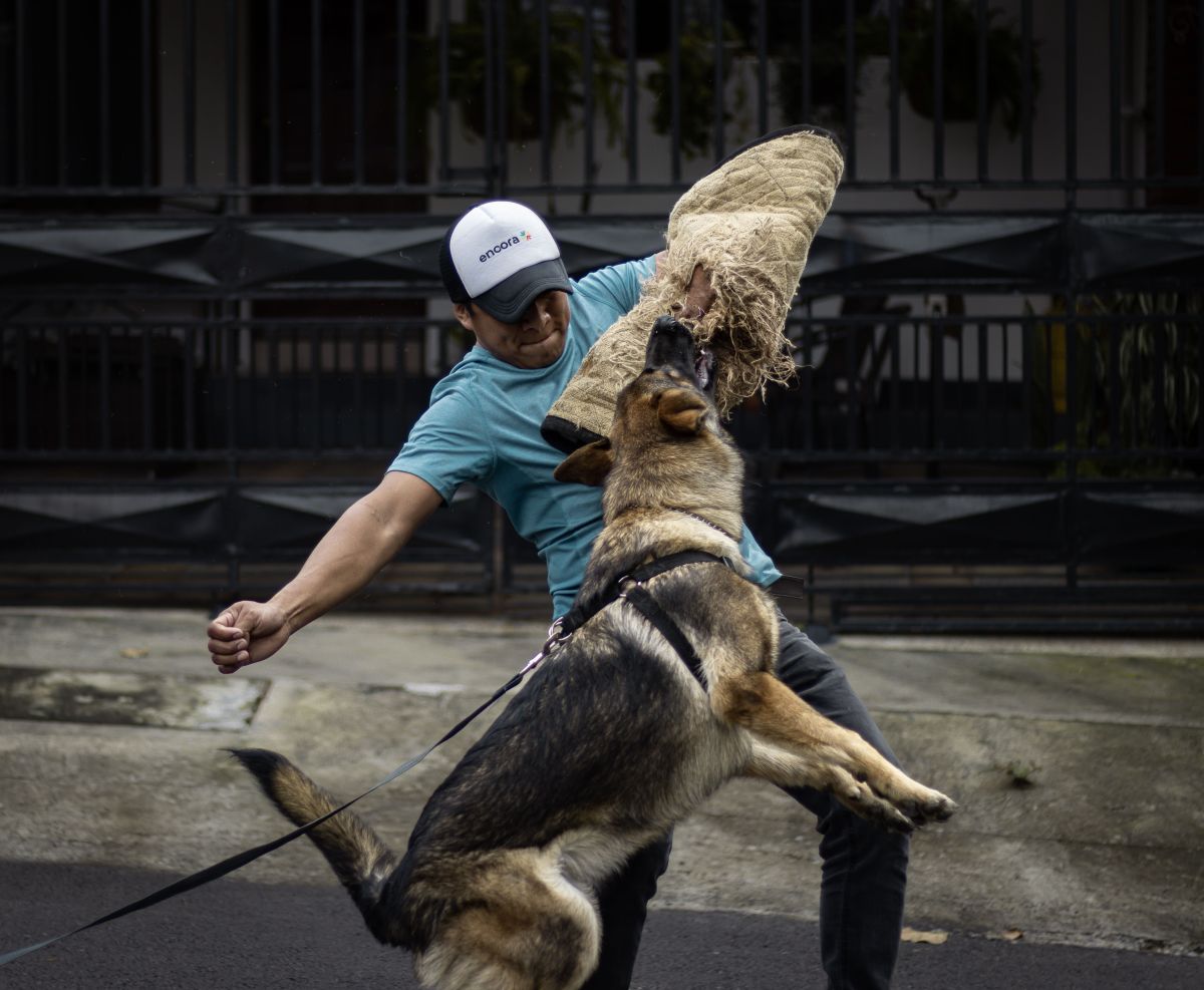 Illustration for Dog Handler or Trainer occupation by Shada Migration Services.