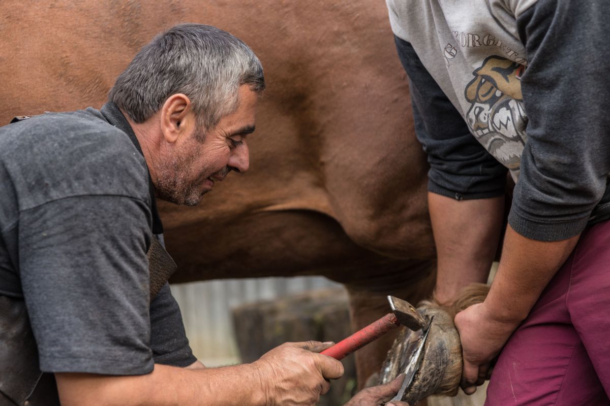 Illustration for Farrier occupation by Shada Migration Services.