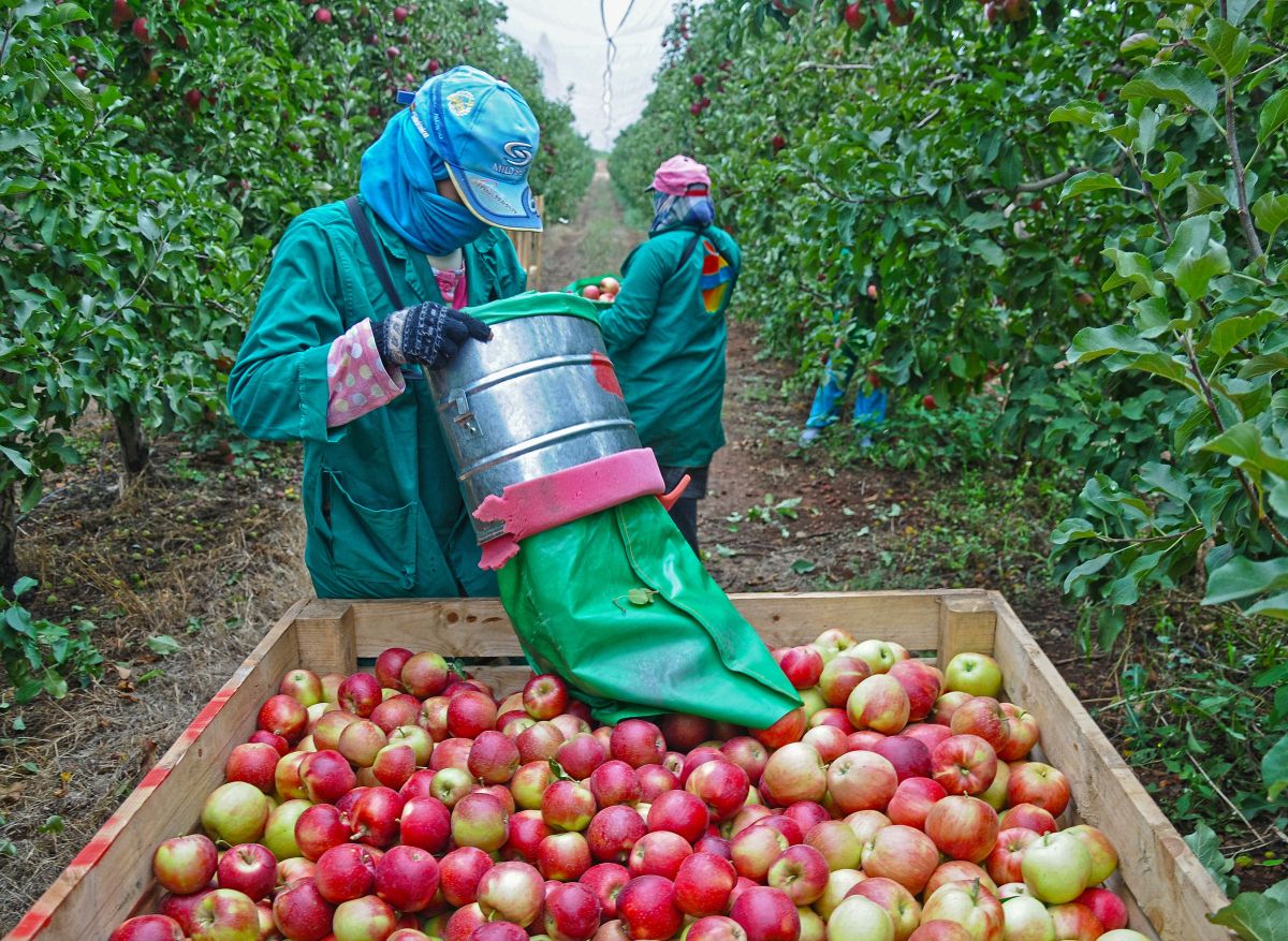 Image for Fruit Farm Worker occupation by Shada Migration Services.