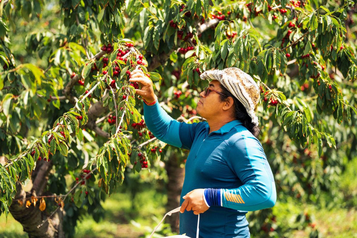 Illustration for Fruit or Nut Grower occupation by Shada Migration Services.