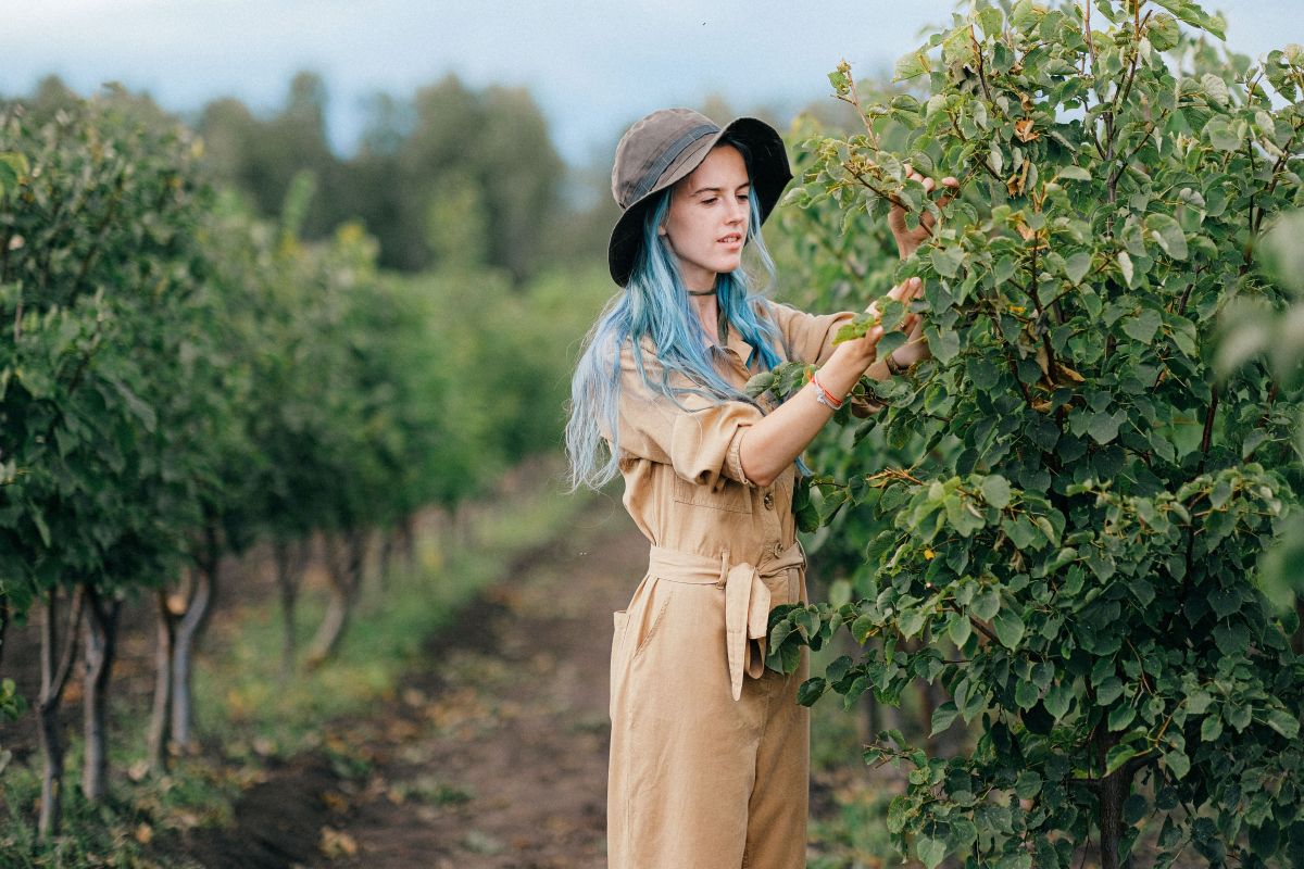 Image for Fruit Picker occupation by Shada Migration Services.
