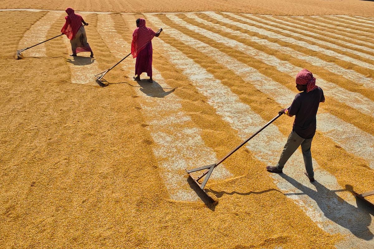 Image for Grain, Oilseed, Pulse and Pasture Farm Worker occupation by Shada Migration Services.
