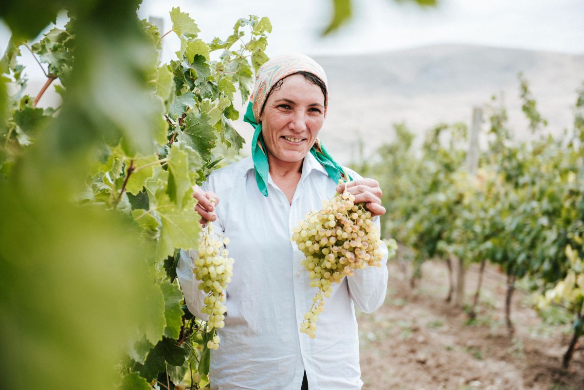 Illustration for Grape Grower occupation by Shada Migration Services.