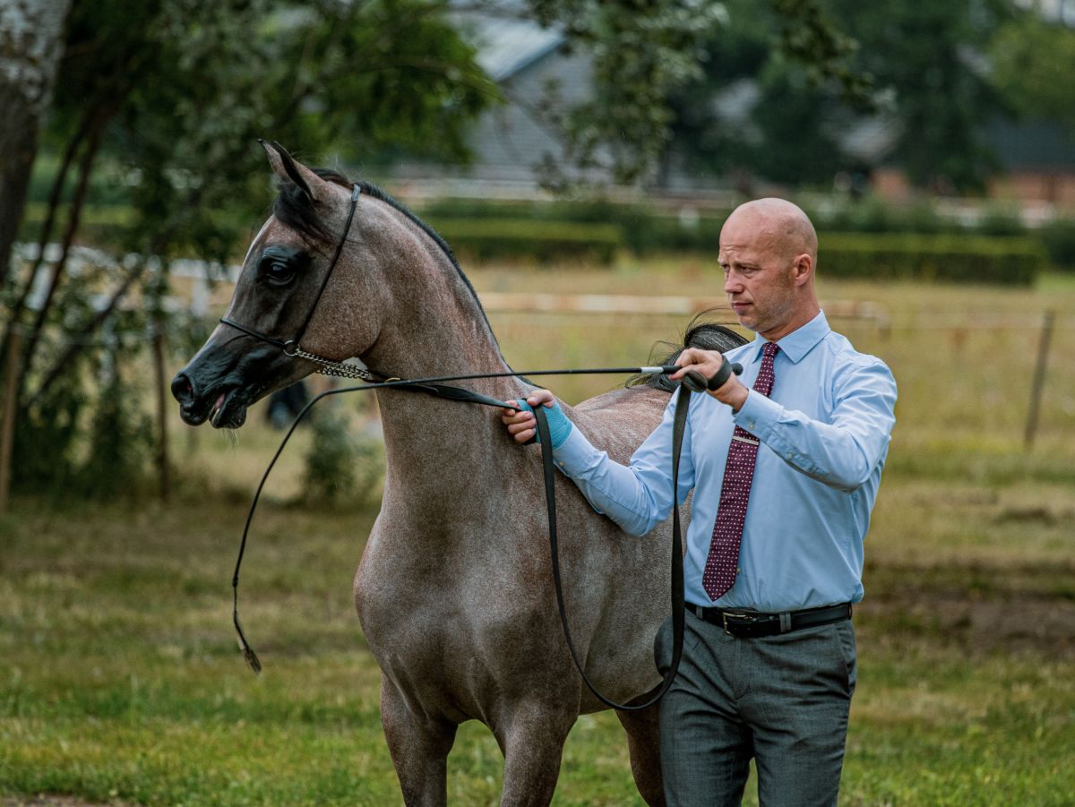 تصویر مربوط به شغل پرورشدهنده اسب - Horse Breeder