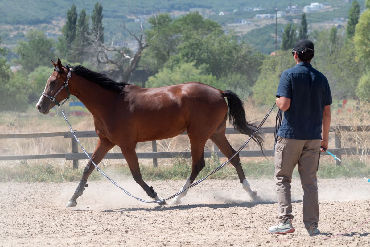 Illustration for Horse Trainer occupation by Shada Migration Services.