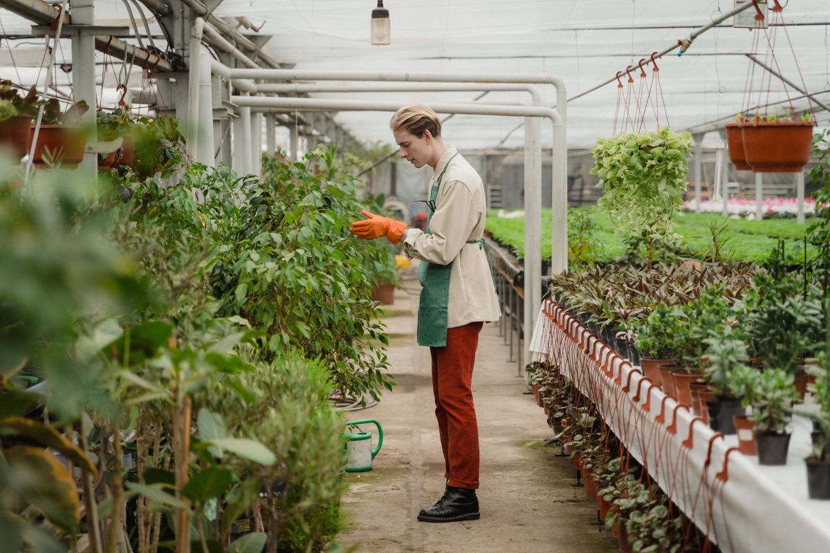 Image for Horticultural Nursery Assistant occupation by Shada Migration Services.