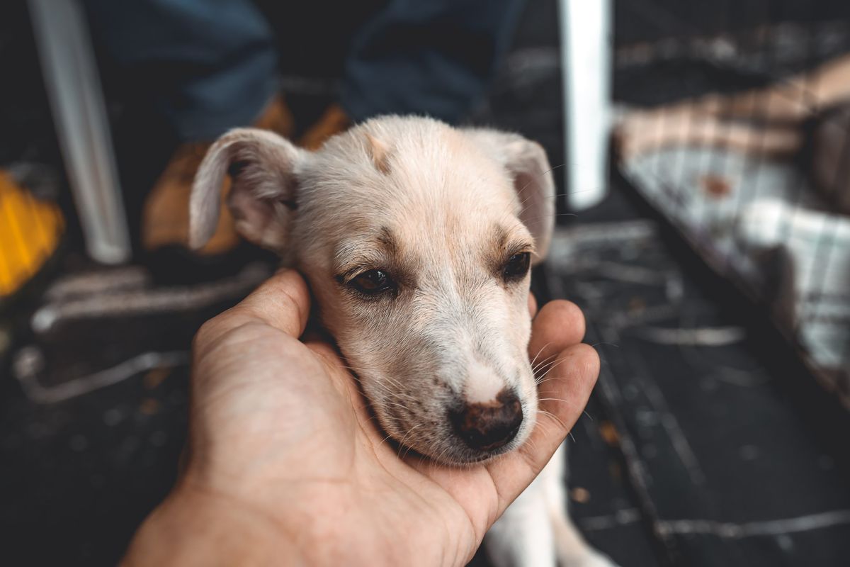 تصویر مربوط به شغل مراقب پانسیون سگ - Kennel Hand