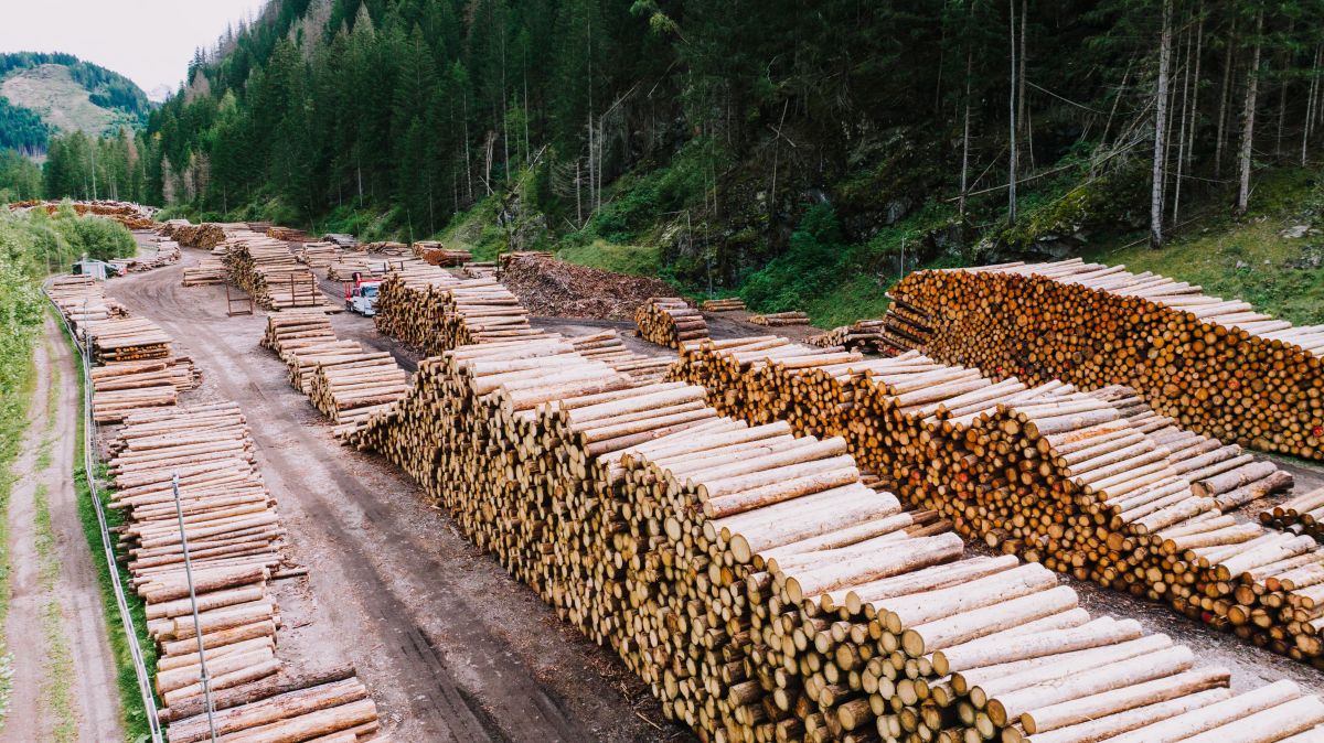 Image for Logging Assistant occupation by Shada Migration Services.