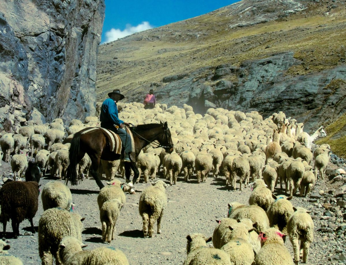 Image for Mixed Cattle and Sheep Farmer occupation by Shada Migration Services.
