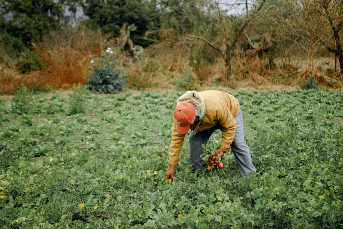 Illustration for Mixed Crop Farmer occupation by Shada Migration Services.