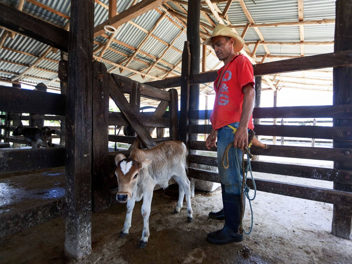 تصویر مربوط به شغل دامدار مختلط - Mixed Livestock Farmer