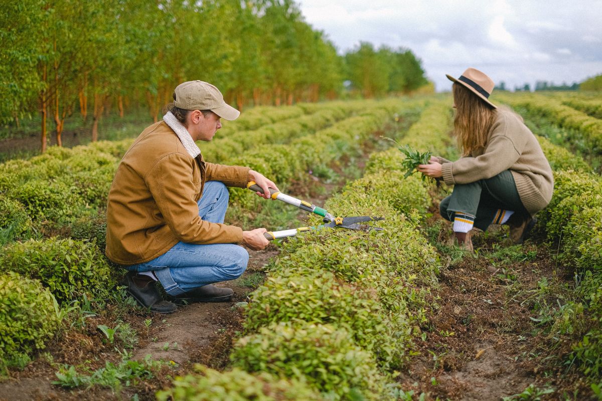 Image for Mixed Production Farm Workers (nec) occupation by Shada Migration Services.