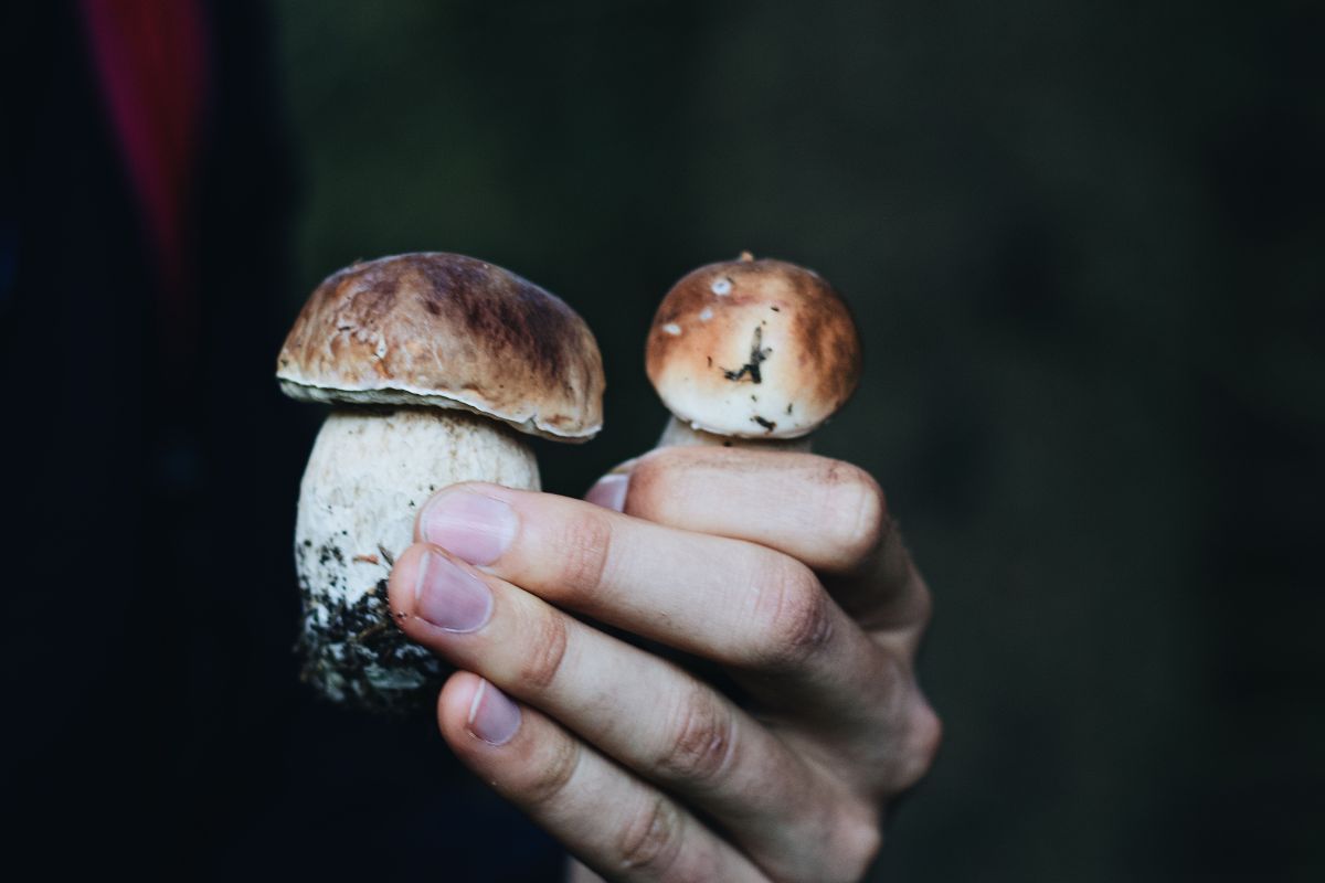 Image for Mushroom Picker occupation by Shada Migration Services.