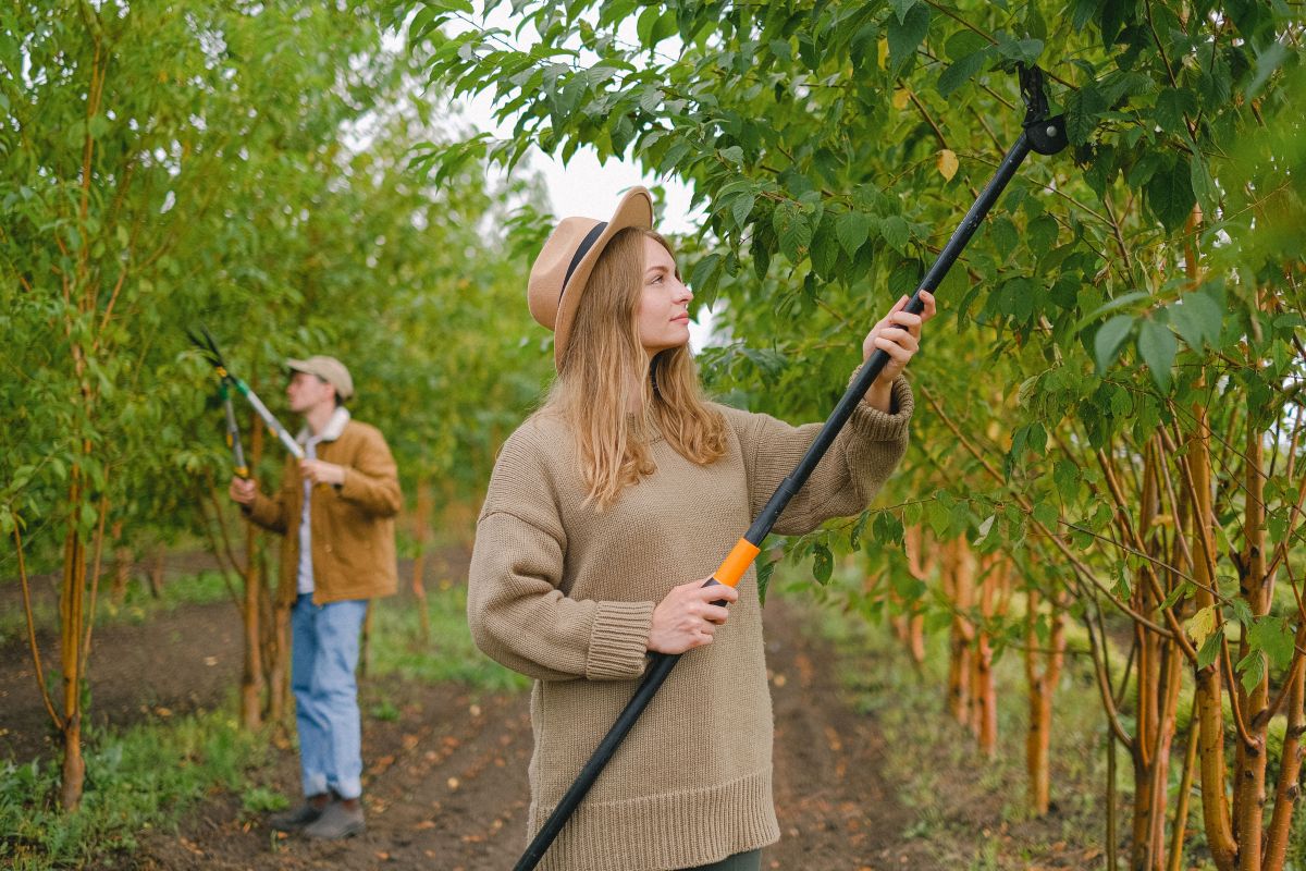 Image for Nut Farm Worker occupation by Shada Migration Services.