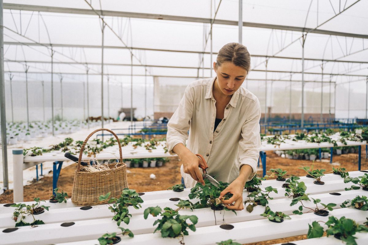 Image for Production Nursery Grower occupation by Shada Migration Services.