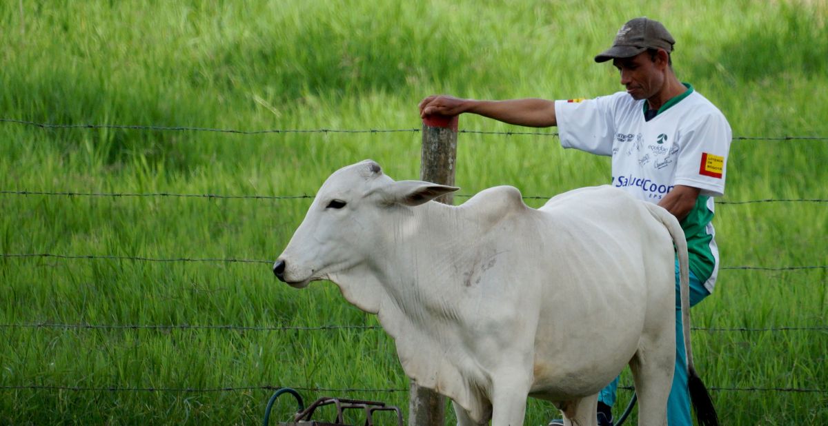 Image for Senior Cattle and Sheep Farm Worker occupation by Shada Migration Services.
