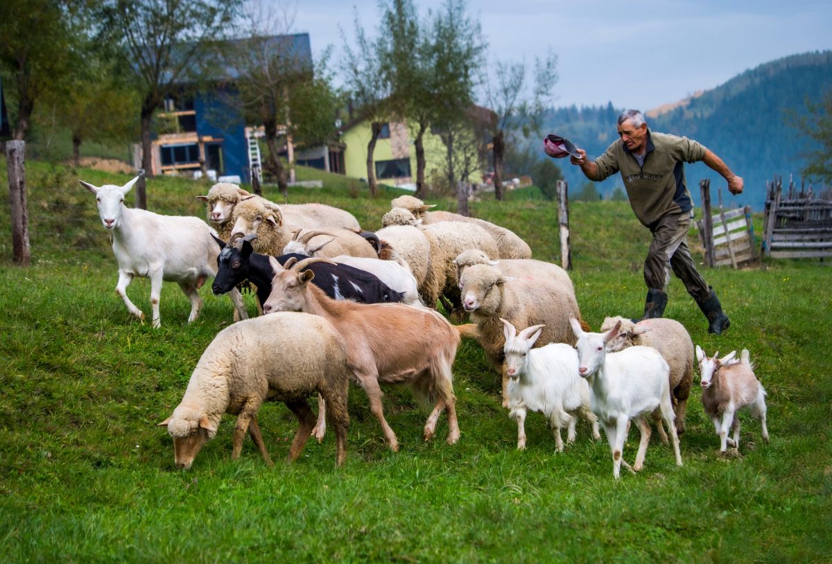 Image for Senior Livestock Farm Workers nec occupation by Shada Migration Services.