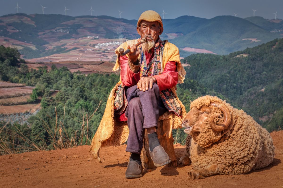 Image for Senior Sheep Farm Worker occupation by Shada Migration Services.
