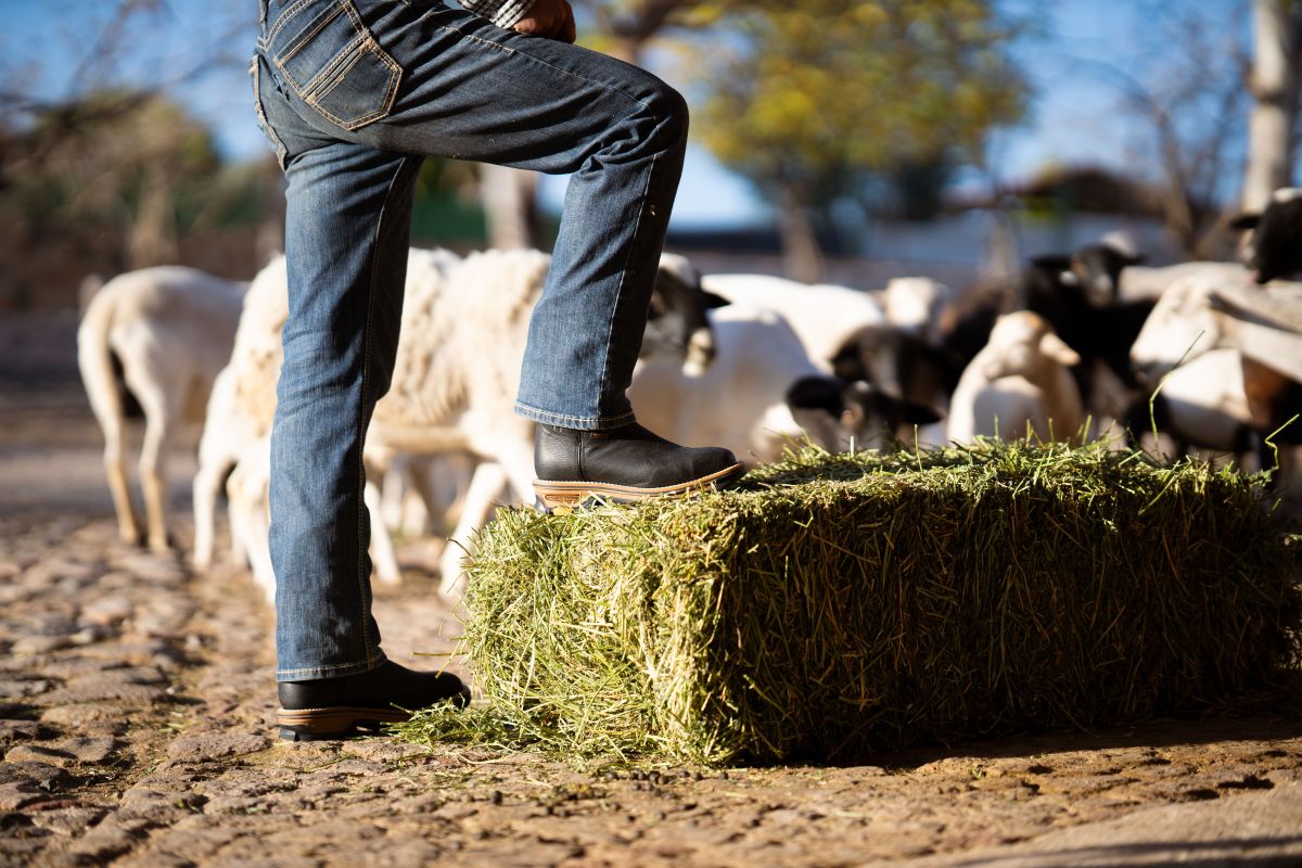 Image for Sheep Farm Worker occupation by Shada Migration Services.