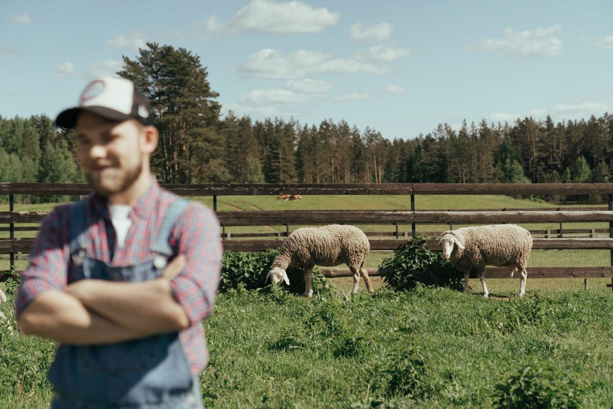Illustration for Sheep Farmer occupation by Shada Migration Services.