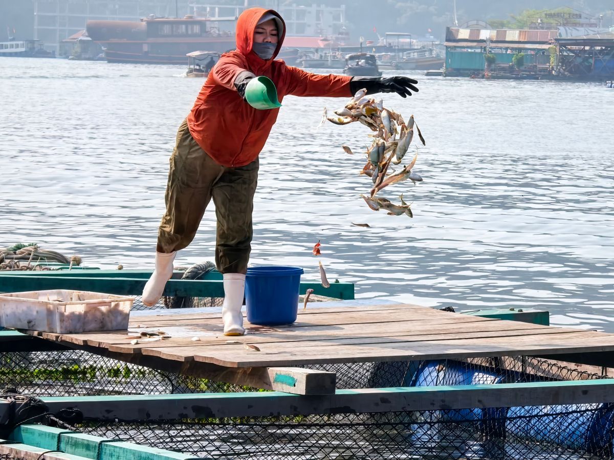 Illustration for Aquaculture or Fisheries Scientist occupation by Shada Migration Services.