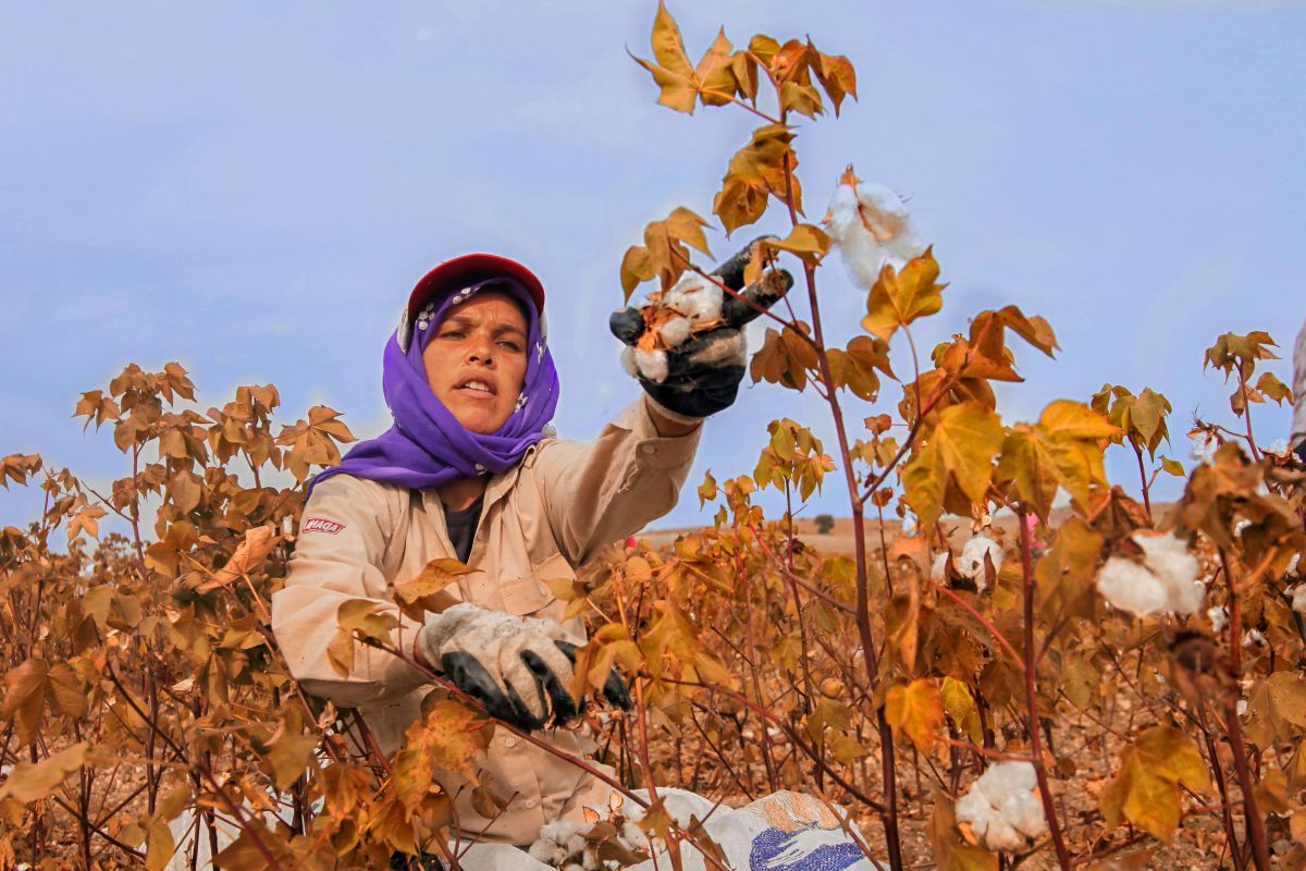 Illustration for Cotton Grower occupation by Shada Migration Services.