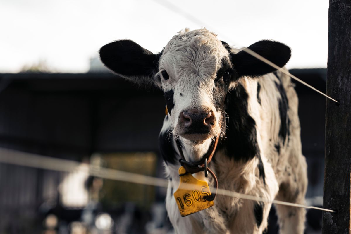 Image for Dairy Cattle Farm Operator occupation by Shada Migration Services.