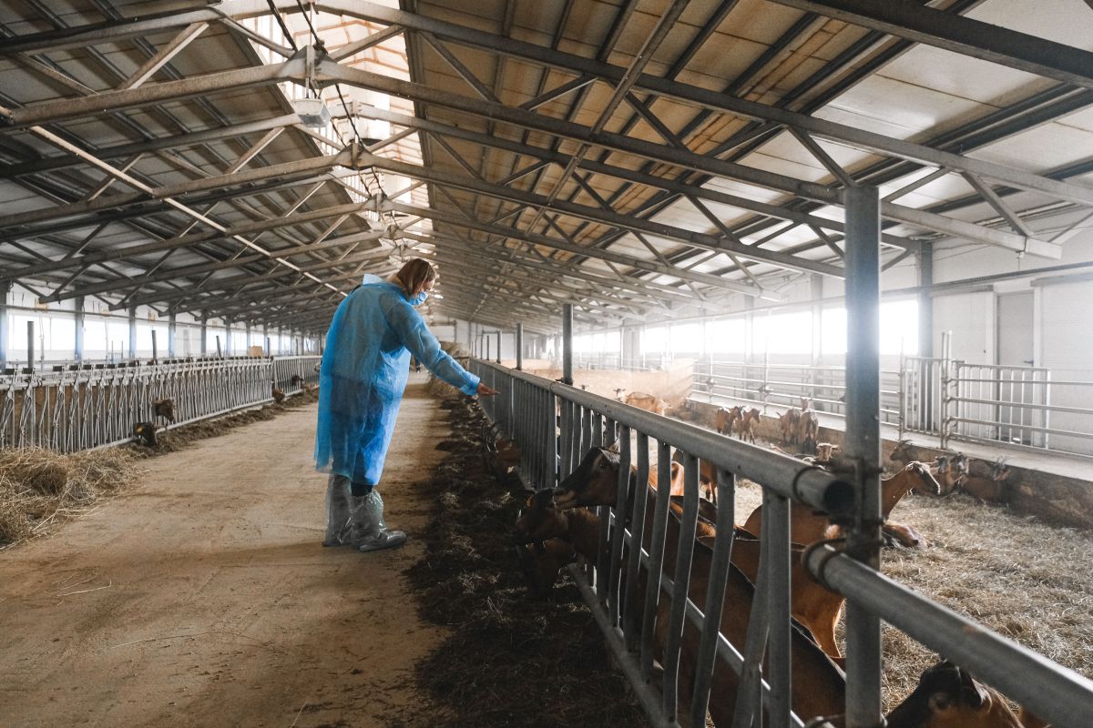 Image for Dairy Cattle Farm Worker occupation by Shada Migration Services.