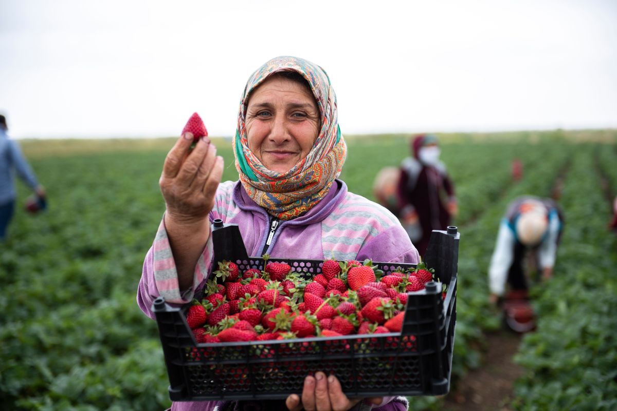 Image for Fruit Grower occupation by Shada Migration Services.