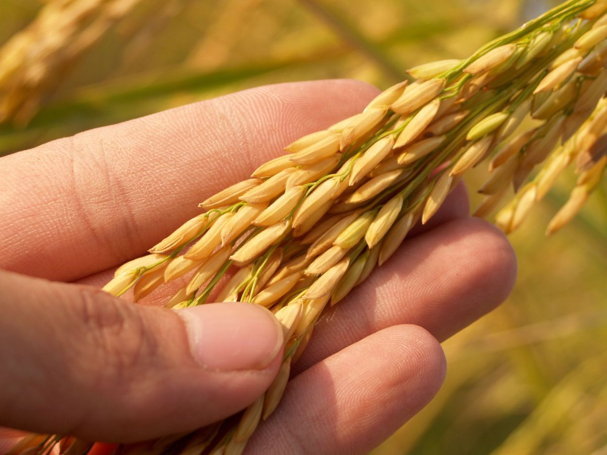 Illustration for Grain, Oilseed or Pasture Grower occupation by Shada Migration Services.