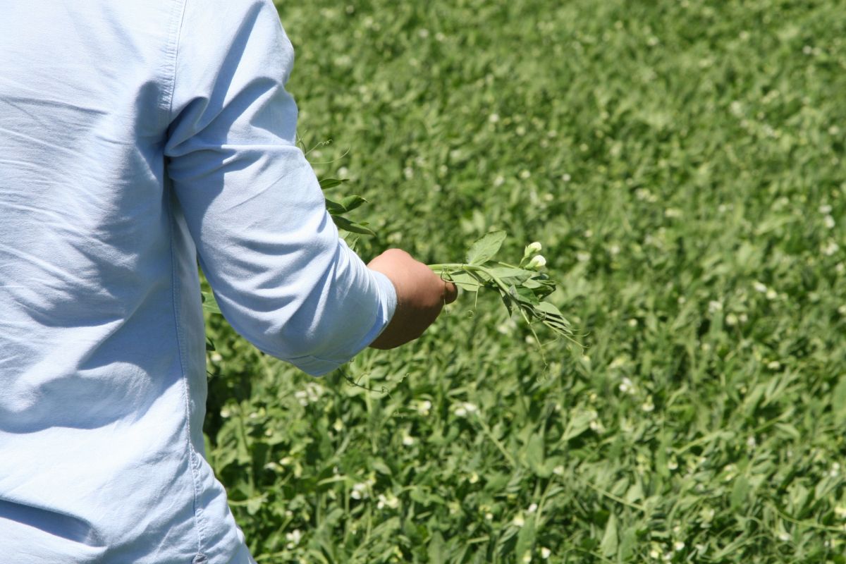 Image for Grain, Oilseed, Pulse or Pasture Grower / Field Crop Grower occupation by Shada Migration Services.