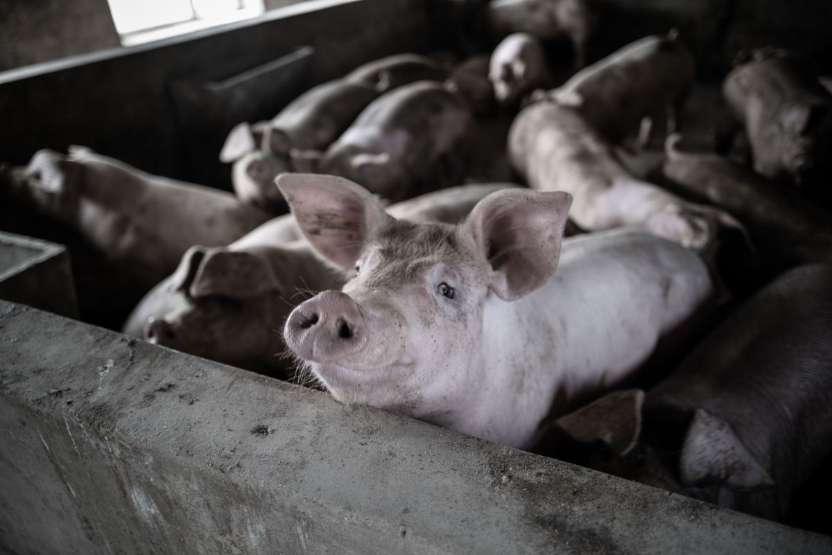 Image for Piggery Farm Worker occupation by Shada Migration Services.