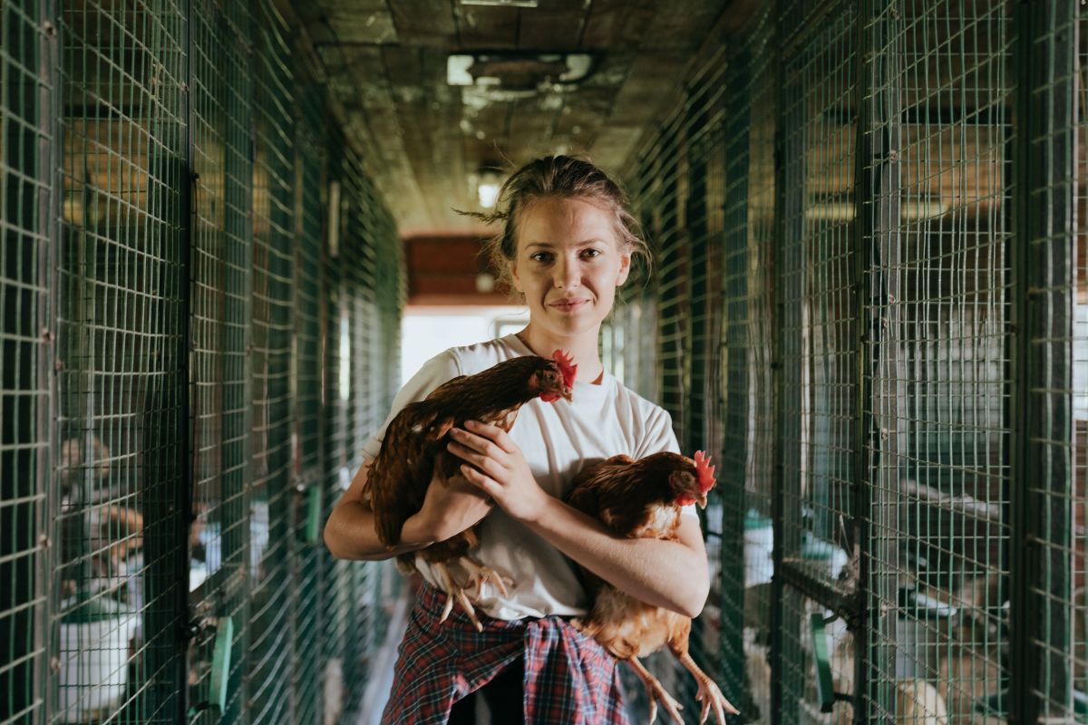 Illustration for Poultry Farmer occupation by Shada Migration Services.
