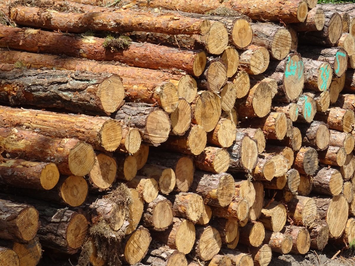 Illustration for Production Manager (Forestry) occupation by Shada Migration Services.
