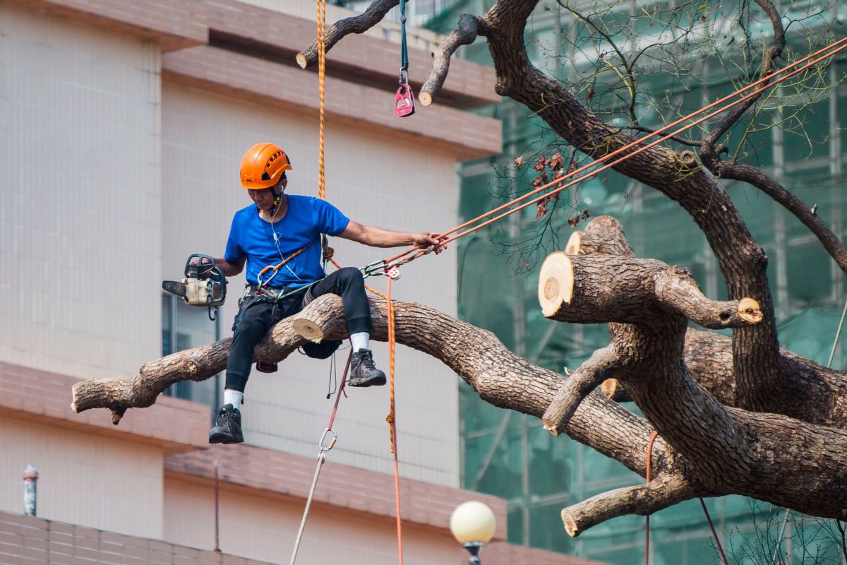 Image for Tree Faller occupation by Shada Migration Services.
