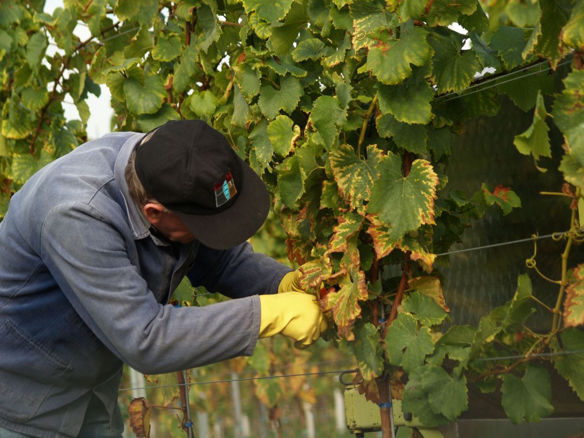 Image for Vineyard Supervisor occupation by Shada Migration Services.