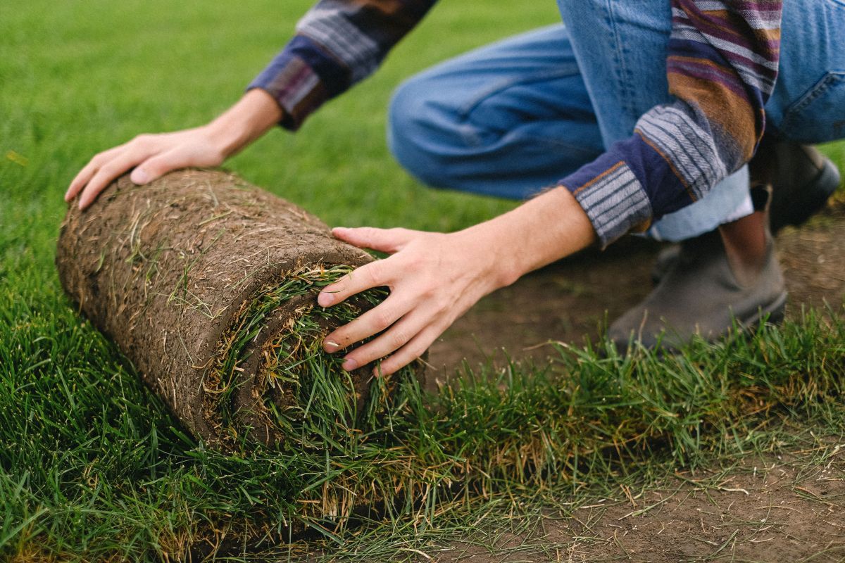 Illustration for Turf Grower occupation by Shada Migration Services.