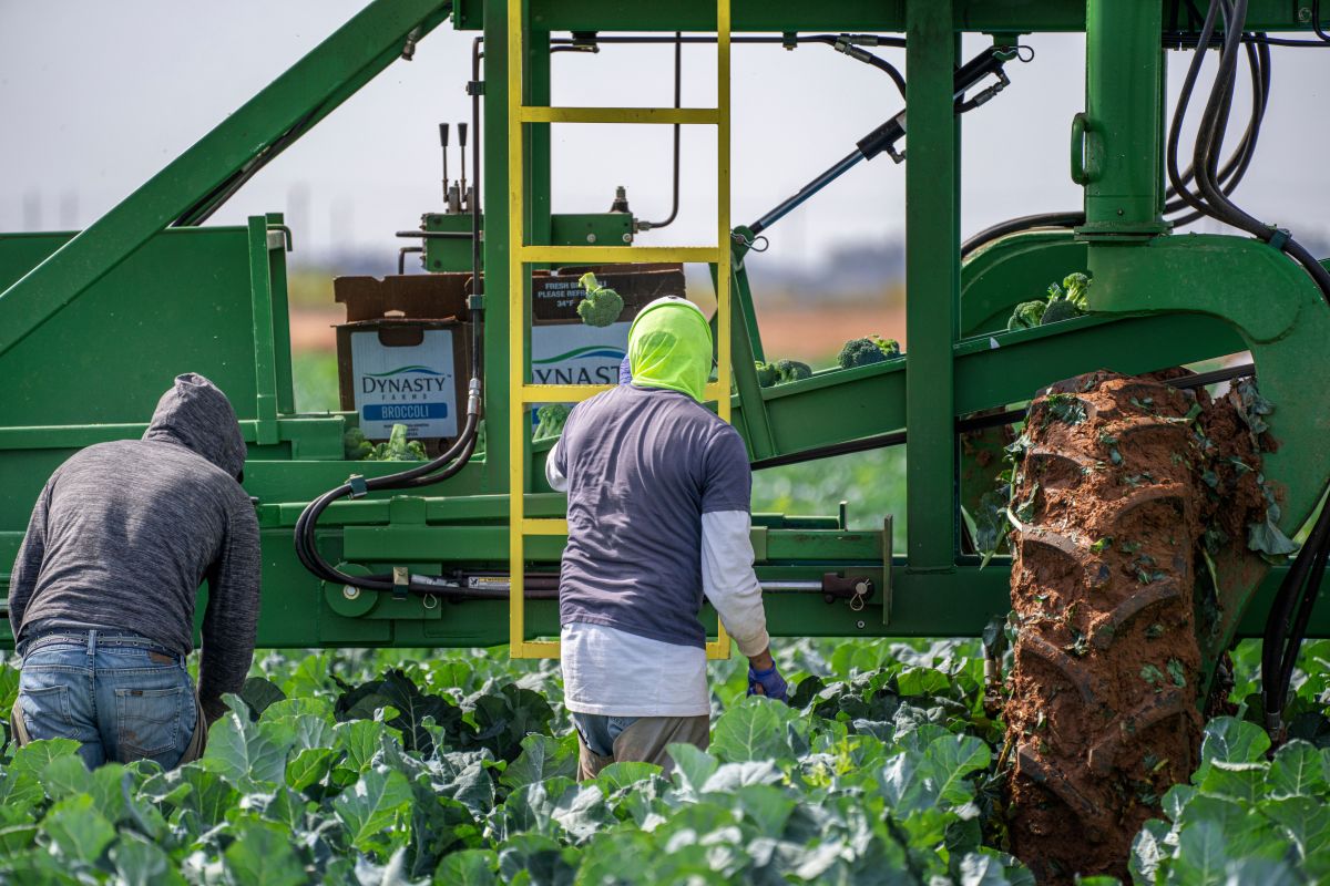 Image for Vegetable Farm Worker occupation by Shada Migration Services.