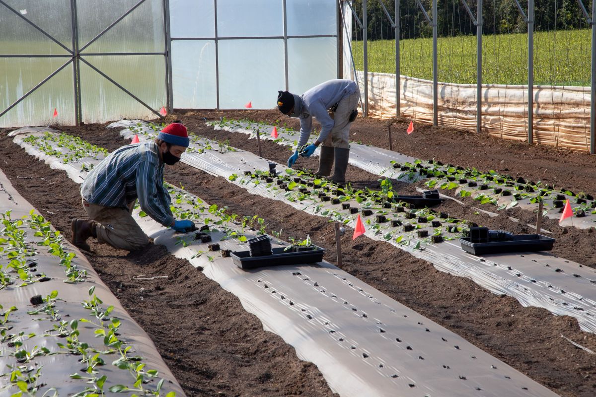 Image for Vegetable Grower (Aus) / Market Gardener (NZ) occupation by Shada Migration Services.