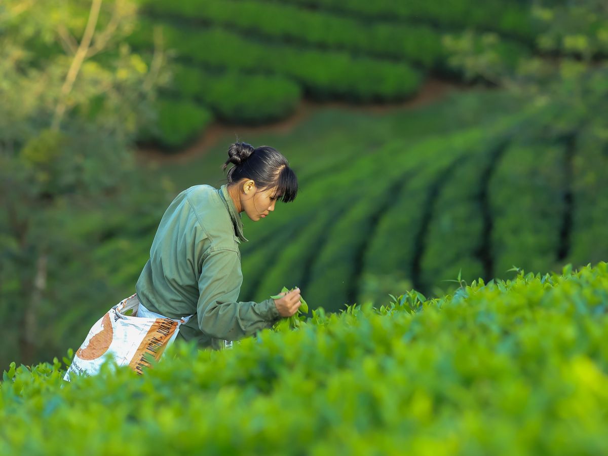 Image for Vegetable Picker occupation by Shada Migration Services.