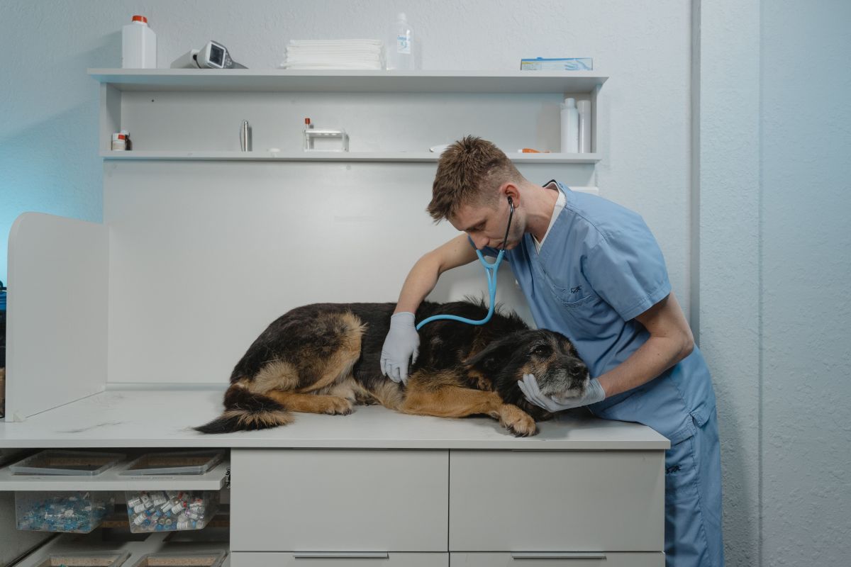 تصویر مربوط به شغل دامپزشک - Veterinarian