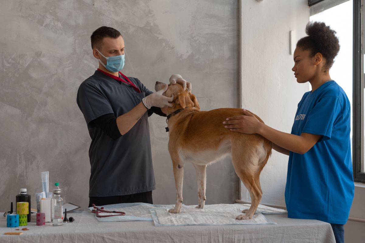 Illustration for Veterinary Nurse occupation by Shada Migration Services.