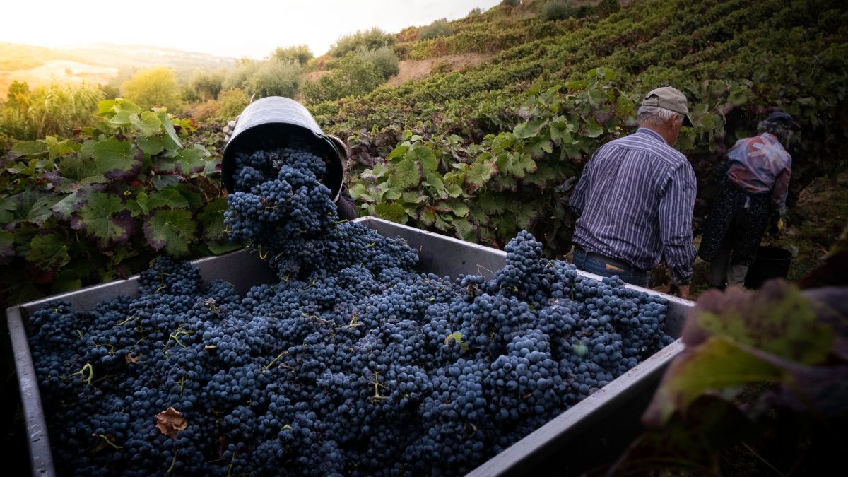 Image for Vineyard Worker* occupation by Shada Migration Services.
